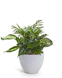 Serene Dish Garden from The Posie Shoppe in Prineville, OR