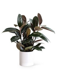 Rubber Tree Plant from The Posie Shoppe in Prineville, OR