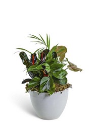 Dish Garden in Gray Ceramic from The Posie Shoppe in Prineville, OR