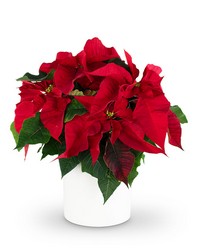 Red Poinsettia Plant from The Posie Shoppe in Prineville, OR