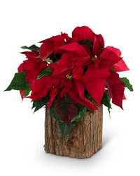 Natural Red Poinsettia Plant from The Posie Shoppe in Prineville, OR