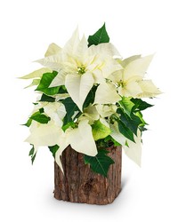 Natural White Poinsettia Plant from The Posie Shoppe in Prineville, OR