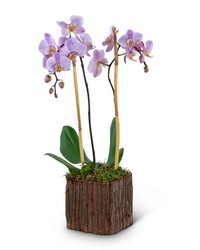 Stately Phalaenopsis Orchid from The Posie Shoppe in Prineville, OR