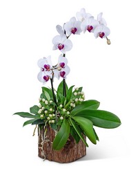 Majestic Phalaenopsis Orchid from The Posie Shoppe in Prineville, OR