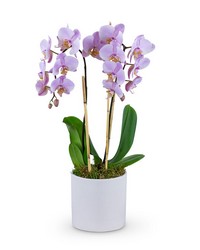 Phalaenopsis Orchid from The Posie Shoppe in Prineville, OR