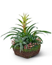 Bromeliad Comfort Planter from The Posie Shoppe in Prineville, OR