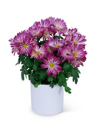 Purple Daisy Chrysanthemum Plant from The Posie Shoppe in Prineville, OR