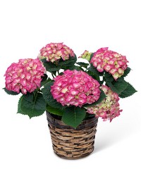 Pink Hydrangea Plant from The Posie Shoppe in Prineville, OR