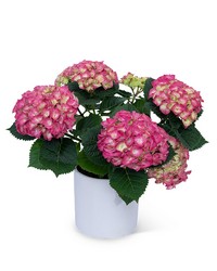 Pink Hydrangea Plant from The Posie Shoppe in Prineville, OR