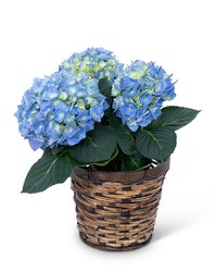 Blue Hydrangea Plant from The Posie Shoppe in Prineville, OR