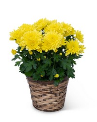 Yellow Chrysanthemum Plant from The Posie Shoppe in Prineville, OR