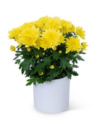 Yellow Chrysanthemum Plant from The Posie Shoppe in Prineville, OR