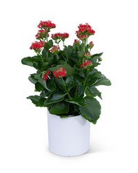 Red Kalanchoe Plant from The Posie Shoppe in Prineville, OR