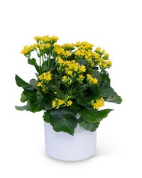 Yellow Kalanchoe Plant from The Posie Shoppe in Prineville, OR