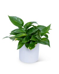 Pothos Plant from The Posie Shoppe in Prineville, OR