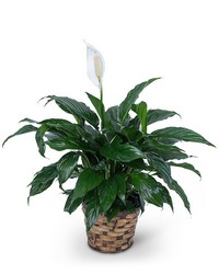 Peace Lily Plant from The Posie Shoppe in Prineville, OR