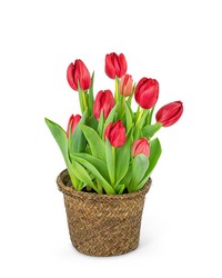 Potted Tulip Plant from The Posie Shoppe in Prineville, OR