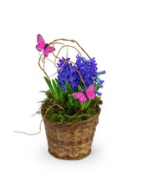 Hyacinth Plant in Basket from The Posie Shoppe in Prineville, OR