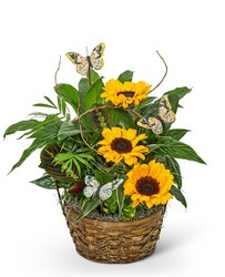 Dish Garden with Sunflowers and Butterflies from The Posie Shoppe in Prineville, OR