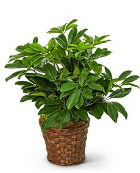 Miniature Schefflera Plant from The Posie Shoppe in Prineville, OR