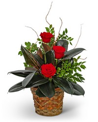 Rubber Tree Plant with Red Roses from The Posie Shoppe in Prineville, OR