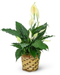 Tranquility Peace Lily Plant from The Posie Shoppe in Prineville, OR