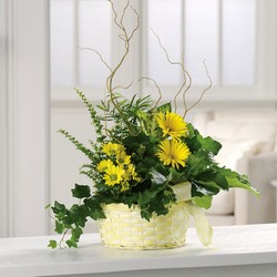 Sunny yellow dish garden planter from The Posie Shoppe in Prineville, OR