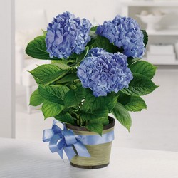 Hydrangea plant from The Posie Shoppe in Prineville, OR