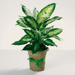 Delightful diffenbachia plant from The Posie Shoppe in Prineville, OR