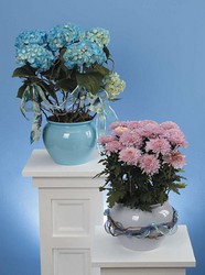Mum plant and Hydrangea plant from The Posie Shoppe in Prineville, OR