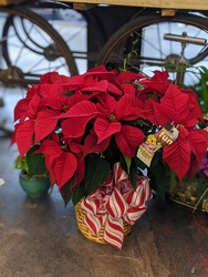 Poinsettia plant from The Posie Shoppe in Prineville, OR